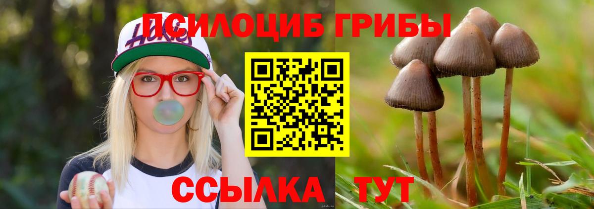 Галлюциногенные грибы Psilocybine cubensis Белая Калитва